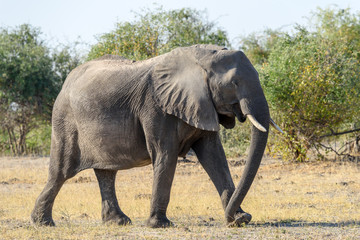 Fototapeta na wymiar Elefant