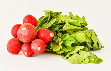 Radish grown in summer in the garden in the garden