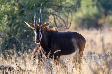 Antilope