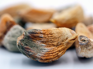 Rotten garlic on a white background macro.