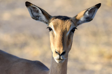 Antilope