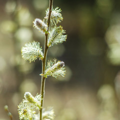closeup of delicate catkins in the springtime
