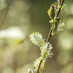 closeup of delicate catkins in the springtime