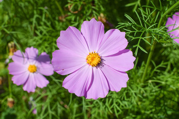 Flower of marigold under bright sun at summer close-up