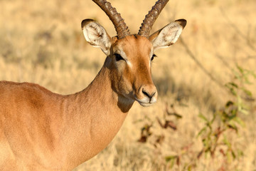 Antilope