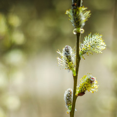 closeup of delicate catkins in the springtime