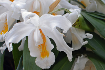 Coelogyne cristata. This beautiful flower is also know as the Snow Queen.