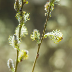 closeup of delicate catkins in the springtime
