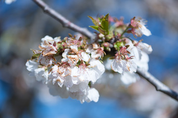 Cherry blossom detail