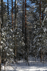 Fototapeta premium Winter forest covered in snow, vertical picture