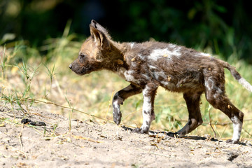Fototapeta premium Wildhund