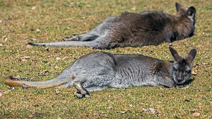 Bennett's wallaby on the lawn. Latin name - Macropus rufogriseus  © Mikhail Blajenov