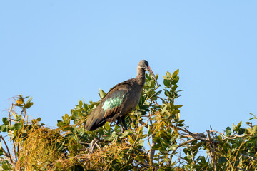 Vogel