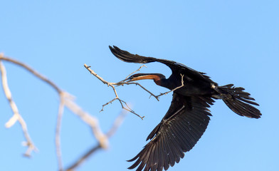 Afrikanischer Schlangenhalsvogel 