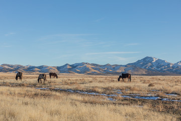 Wild Horses in Utah in WEinter