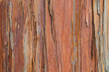 Red and brownish tree bark with rough surface as background