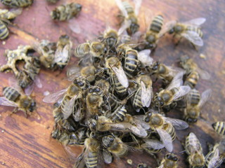 cluster requeening by bees, colony of bees. Bees took queen bee to cluster after replanting, wrong replacement. Working bees kill queen bee.