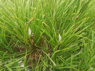 Spruce brunch close-up. Surface focus. Fluffy green pine brunch close-up. Christmas Wallpaper concept. Copy space.