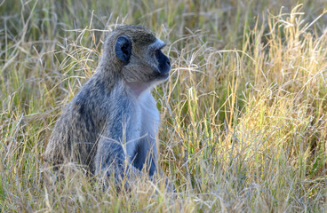 Affe