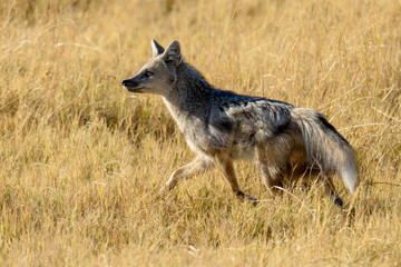 Obraz premium Kojoty