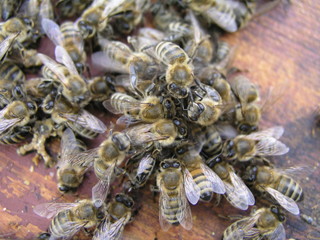 cluster requeening by bees, colony of bees. Bees took queen bee to cluster after replanting, wrong...