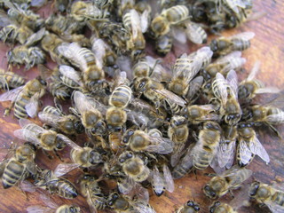 cluster requeening by bees, colony of bees. Bees took queen bee to cluster after replanting, wrong replacement. Working bees kill queen bee.