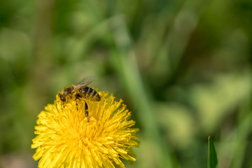 Honey bee collecting pollen on a dandelion