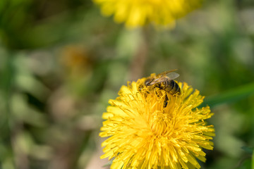 Honey bee collecting pollen on a dandelion