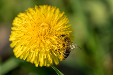 Honey bee collecting pollen on a dandelion