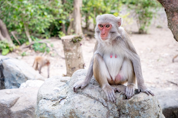 A female monkey sits on a stone