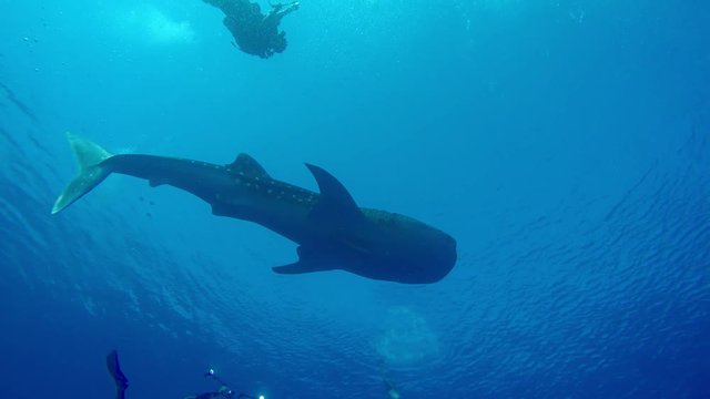 Giant whale shark in the sea near the surface