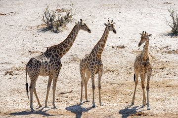 Giraffenfamilie