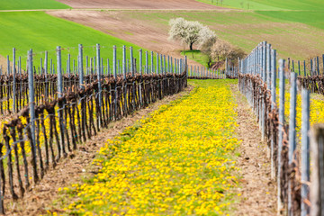 spring vineyard near Retz, Austria