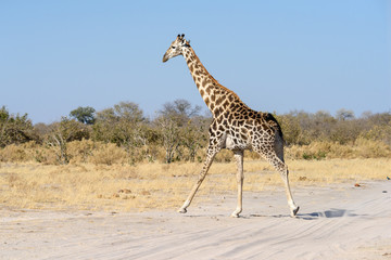 Giraffe