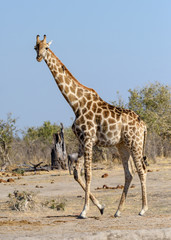 Giraffe