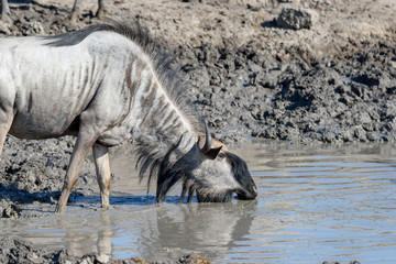 Gnu
