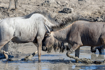 Fototapeta premium Gnu