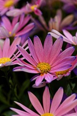 Obraz premium Nahaufnahme einer Aschenblume