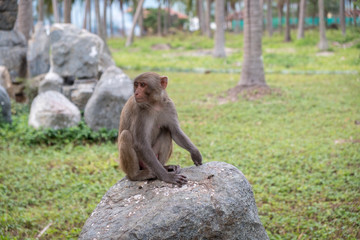 pensive monkey sitting on the rocks