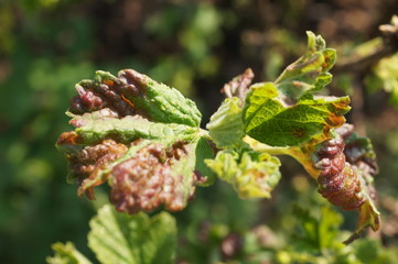 ill,plant,Rostbrand, Johannisbeere