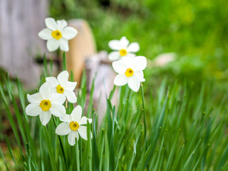 White daffodils in the garden.