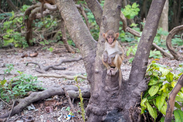 Monkey on the tree ,Monkey Climbing Tree