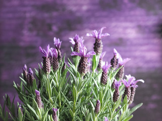 Blooming lavender (lavandula stoechas) on violet background. Copy space.