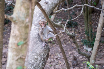 a young monkey sits on a tree and eat