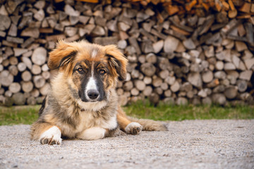 Dog in front of wood
