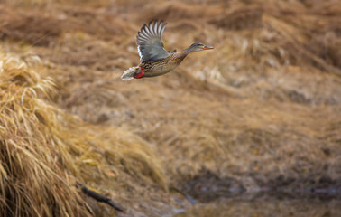 Bird of prey.  The wild ducks rise from the water. A spray of water. Close up.