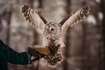 owl flying 