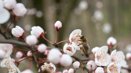Pszczoła na wiśni