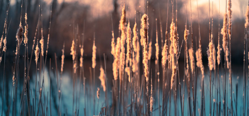 Fluffy heads of reeds against sunset light on spring river bank. Beautiful nature background.