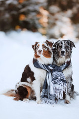 two dogs in a blanket in winter